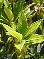 Rhododendron arborescent - Rhododendron arboreum (03) (Photo F. Mrugala)